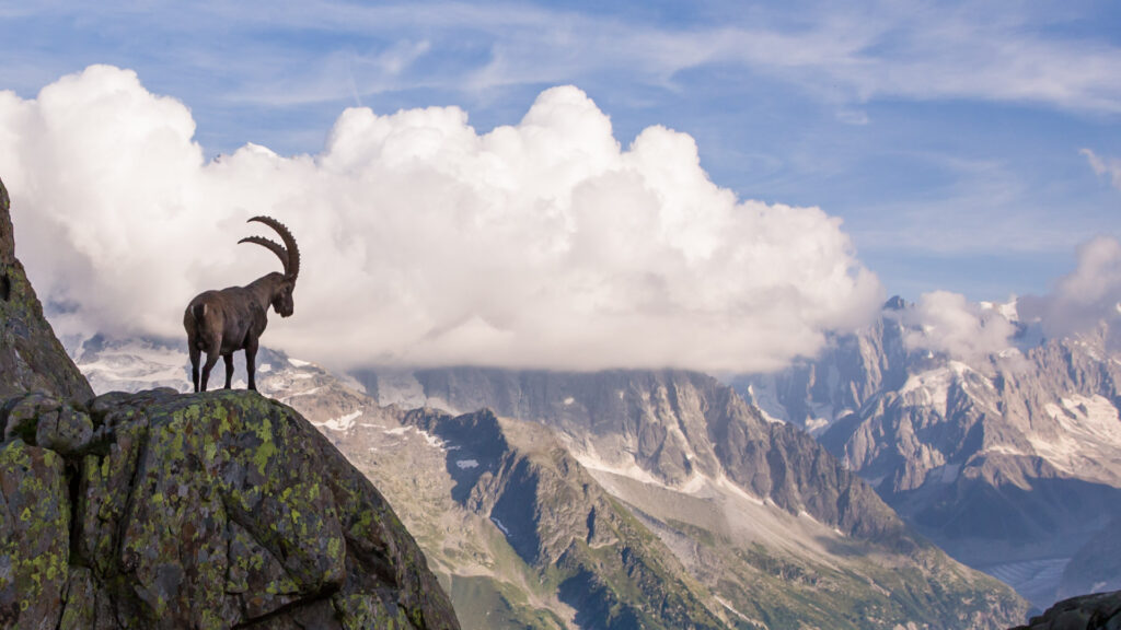 Geißbock in den Bergen mit Wolken verhangenen Bergspitzen.